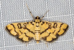 Glycythyma chrysorycta