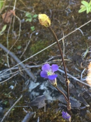 Gentianopsis detonsa raupii
