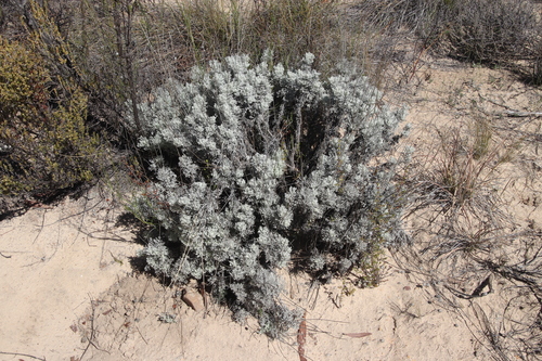 Image of Ursinia sericea by (c) Tony Rebelo, some rights reserved (CC BY-SA)