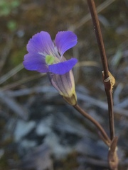Gentianopsis detonsa raupii