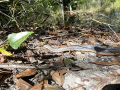 Farancia erytrogramma