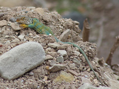 Crotaphytus collaris