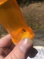 Tritoxa incurva