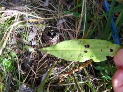 Liparis loeselii