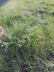 Astragalus bisulcatus