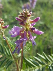 Astragalus bisulcatus