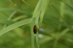 Monostegia abdominalis