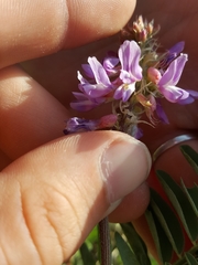 Astragalus bisulcatus