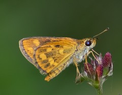 Taractrocera ceramas