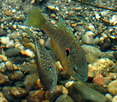 Lepomis peltastes