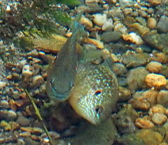 Lepomis peltastes