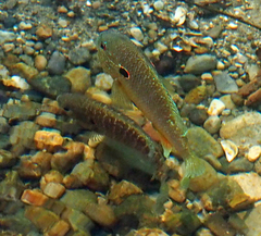 Lepomis peltastes