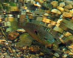 Lepomis peltastes
