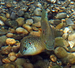 Lepomis peltastes