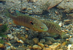Lepomis peltastes