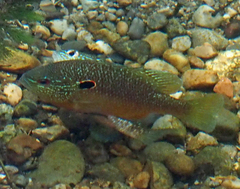 Lepomis peltastes