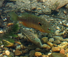 Lepomis peltastes