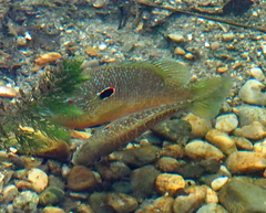 Lepomis peltastes