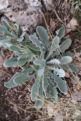 Matthiola odoratissima