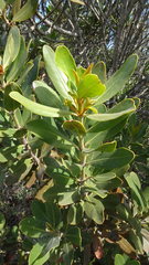 Hyaenanche globosa