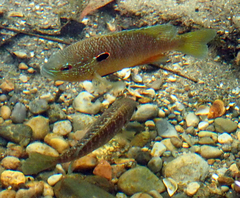 Lepomis peltastes
