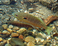 Lepomis peltastes