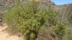 Hyaenanche globosa