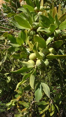 Hyaenanche globosa
