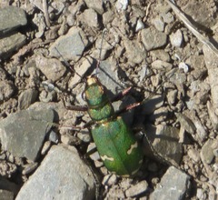 Cicindela desertorum