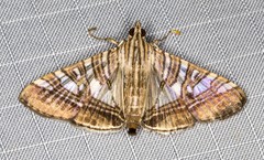 Glyphodes stolalis