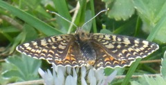 Melitaea interrupta