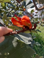 Erythrina breviflora