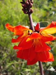 Erythrina breviflora