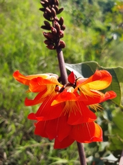 Erythrina breviflora