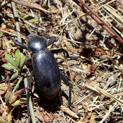 Eleodes grandicollis