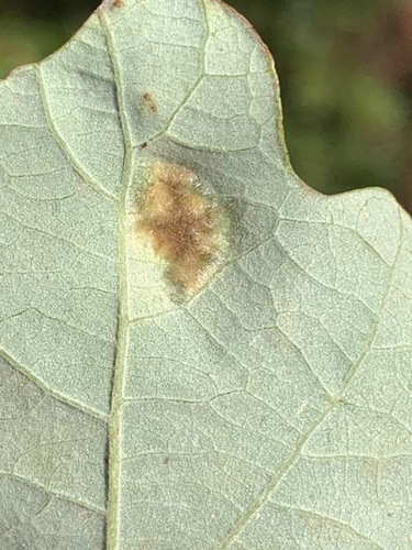 Oak Blister Gall Mite