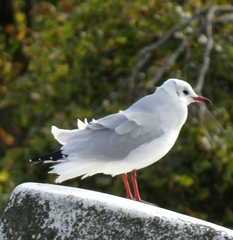 Chroicocephalus ridibundus