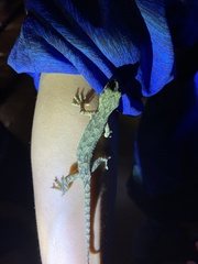 Gekko hokouensis