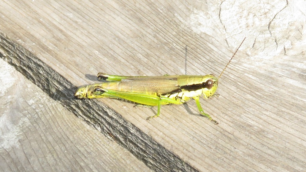 Hoosier Locust