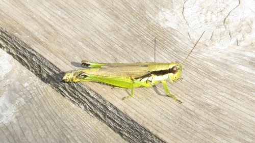 Hoosier Locust