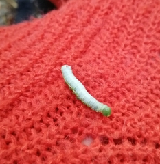 Lepidoptera