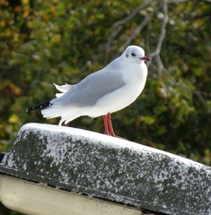 Chroicocephalus ridibundus
