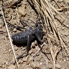 Eleodes grandicollis