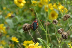 Stenaspis verticalis insignis