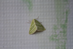 Synchlora bistriaria