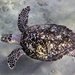 Hawksbill turtle