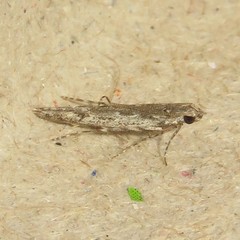 Batrachedra praeangusta