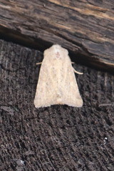 Photedes fluxa