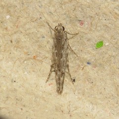 Batrachedra praeangusta