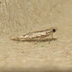 Batrachedra praeangusta